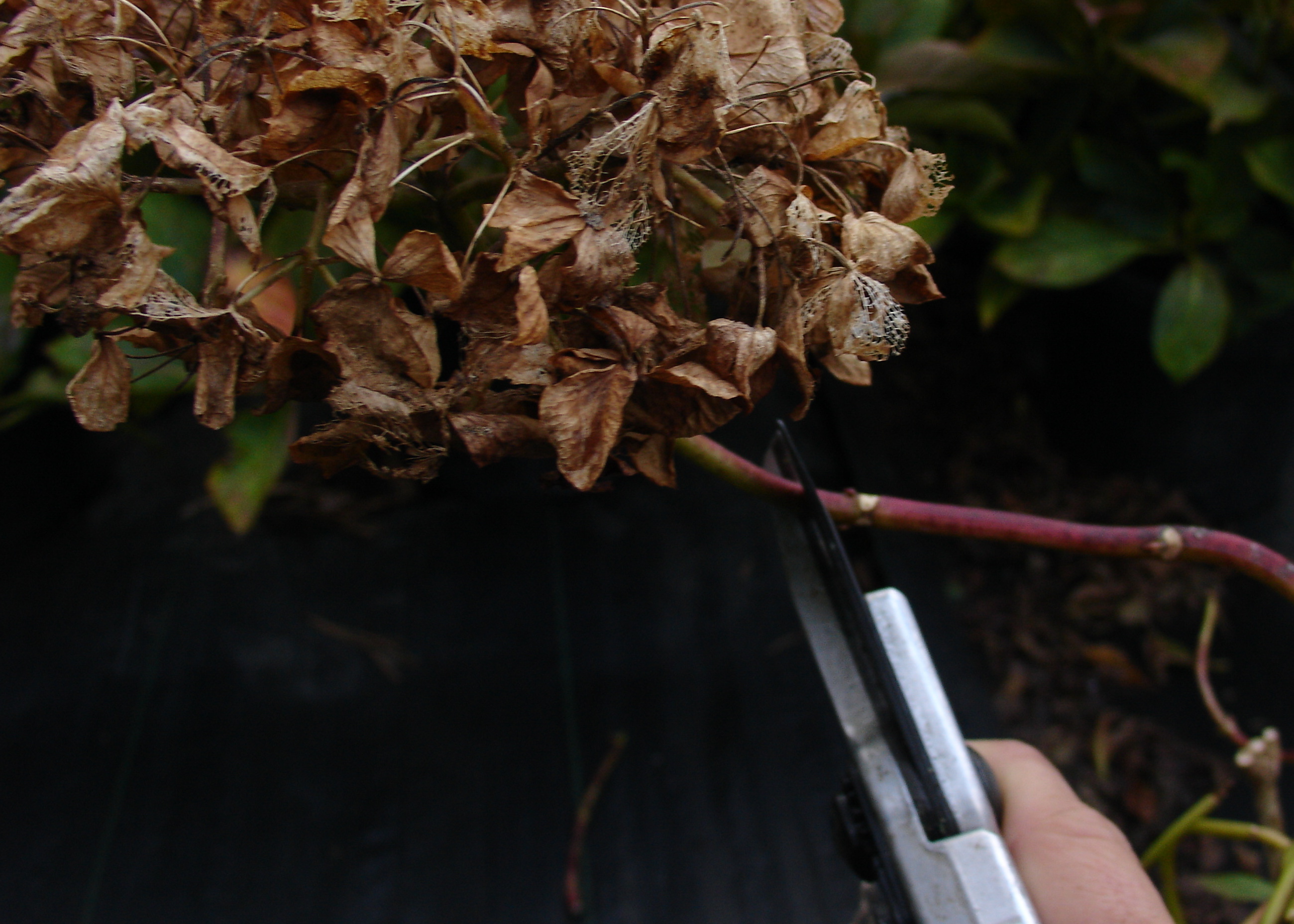 Dead Heading Hydrangeas Surfing Hydrangea Nursery, Inc.