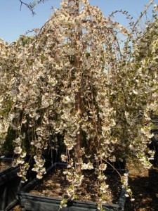 Prunus x 'Snofozam' - Snofozam Weeping Cherry