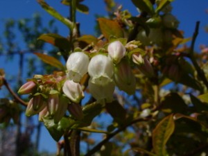 HIghbush blueberry flowers