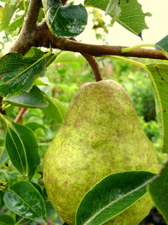 dwarf bartlett pear self pollinating