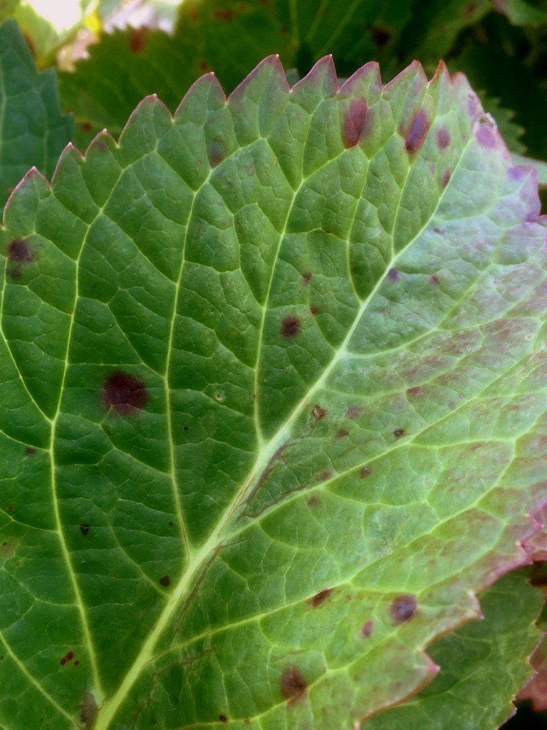 Hydrangea leaf spots 1
