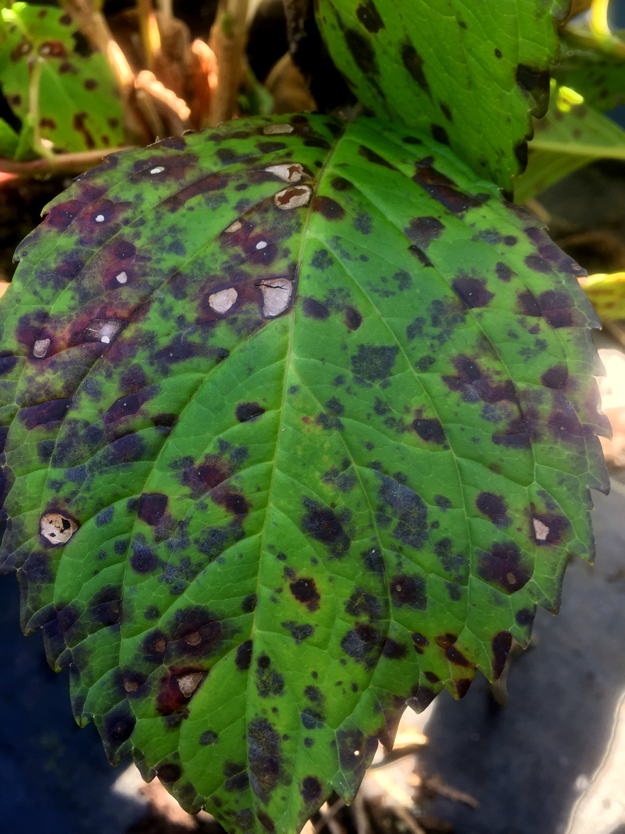 Hydragea Leaf Spots Surfing Hydrangea Nursery Inc 