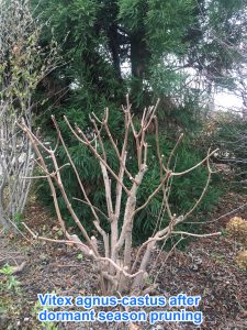 2554 pruning trees, Nantucket MA multi trunk