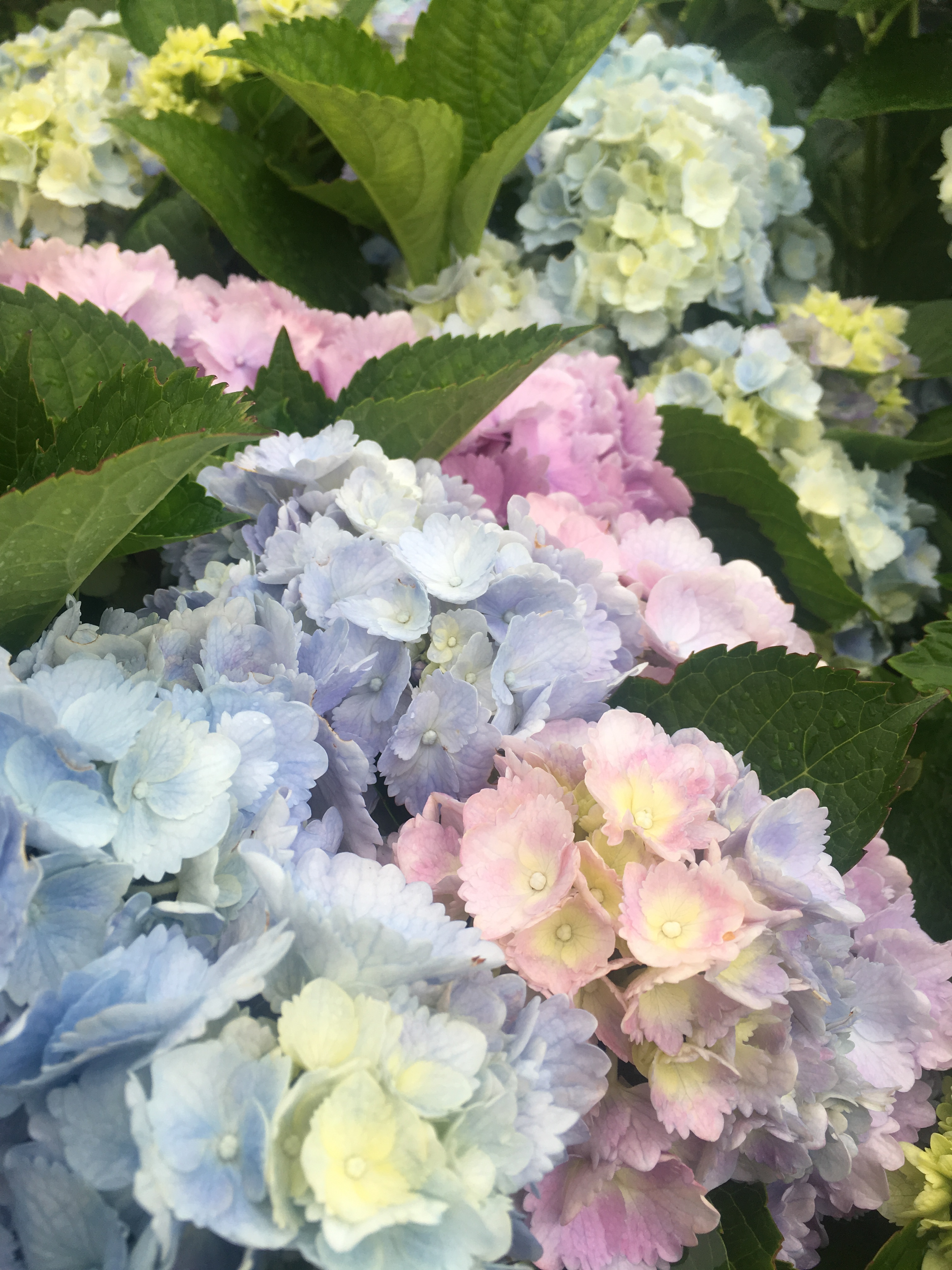 Hydrangea Flower Color - Surfing Hydrangea Nursery, Inc.