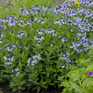 Amsonia 'Blue Ice'