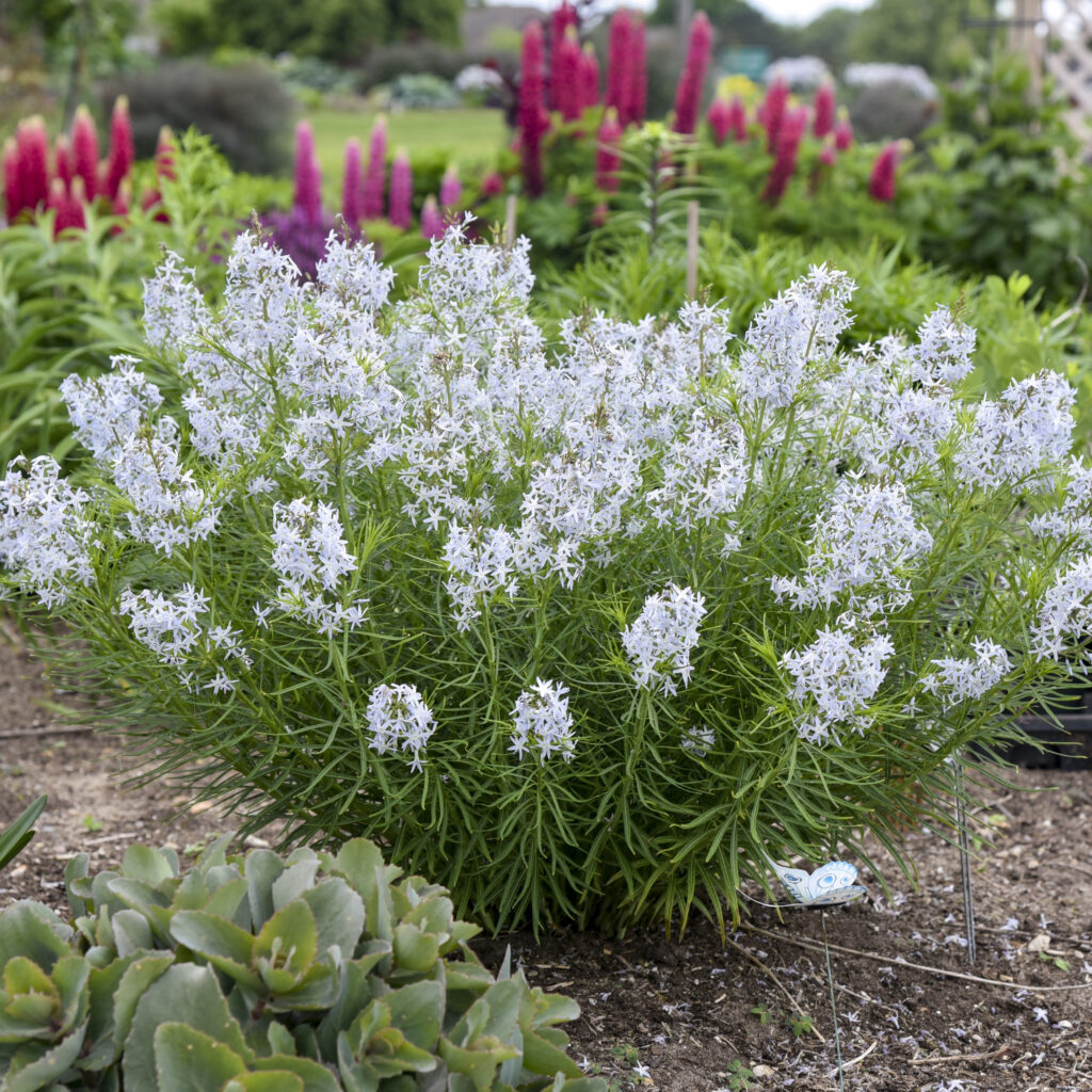 Perennials Archives Surfing Hydrangea Nursery Inc