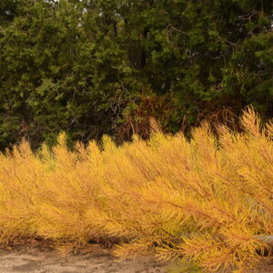 Amsonia 'String Theory' fall color