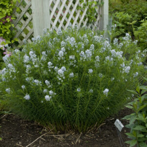 Amsonia hubrichtii