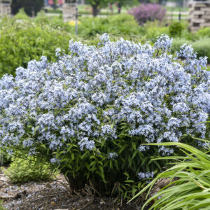 Amsonia 'Storm Cloud'