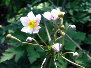 Anenome 'Pink Saucer'