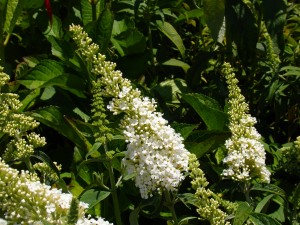 Buddleia davidii 'White Profusion'  - White Profusion Butterfly  Bush