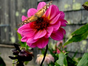 Butterfly on Dahlia