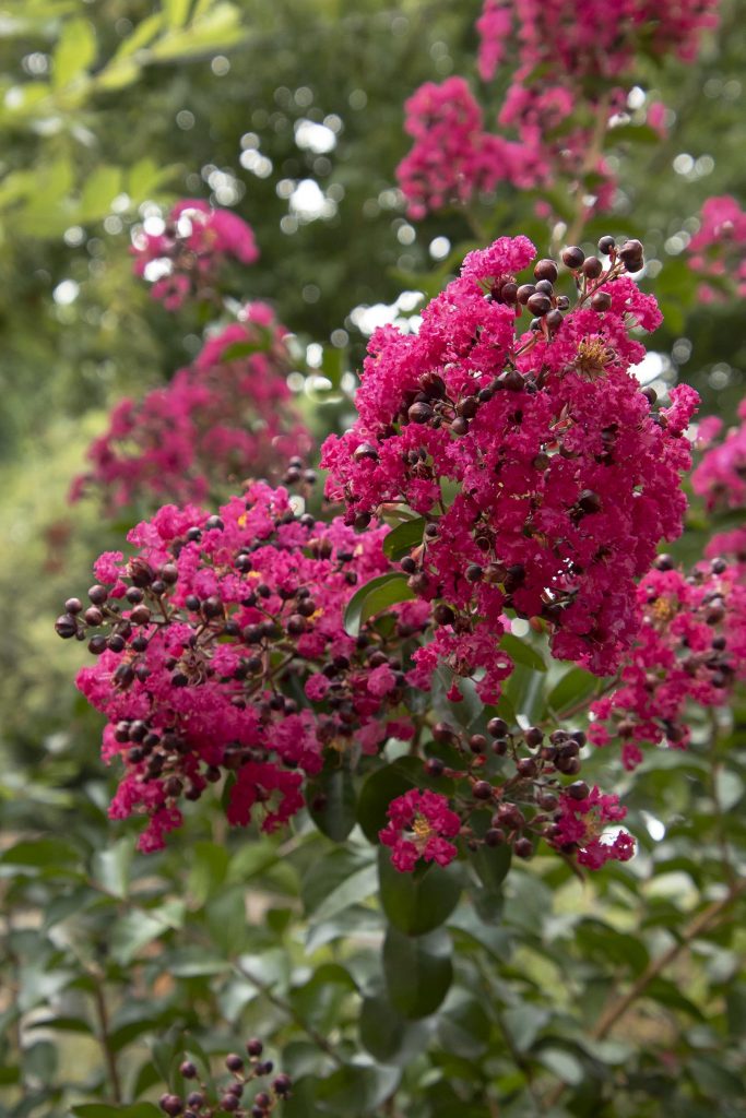 Crape Myrtle Trees - Surfing Hydrangea Nursery, Inc.