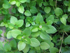 Chickweed