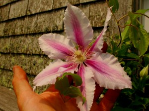 Clematis 'Nelly Moser'