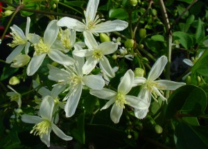 Clematis paniculata - Sweet Autumn Clematis flowers