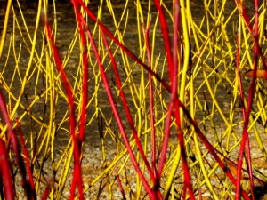 Red and Yellow Twig Dogwood