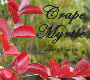 Crape Myrtle for Fall advert-001-Edit