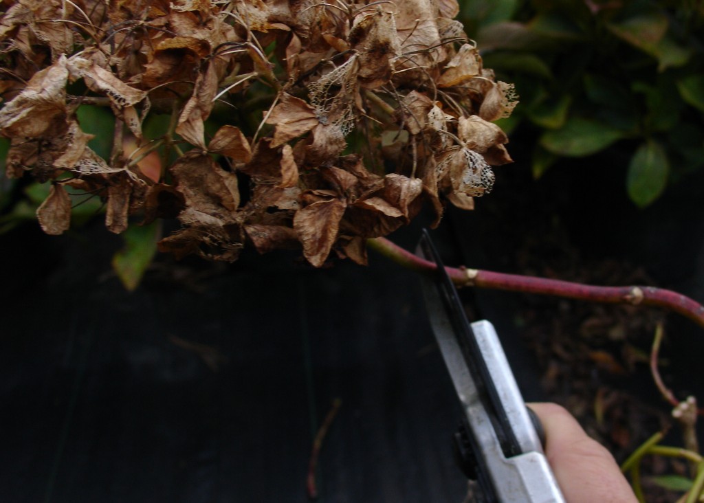 Dead Heading Hydrangea