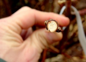 Notice the ring of tissue inside the bark is dry and tan.  This branch is dead