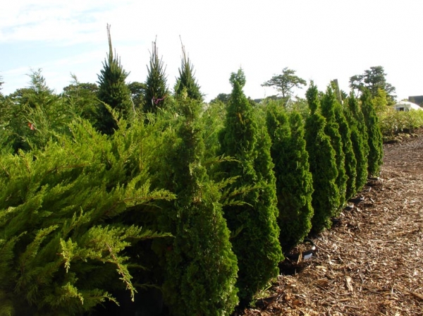 Evergreen Trees and Shrubs - Surfing Hydrangea Nursery, Inc.