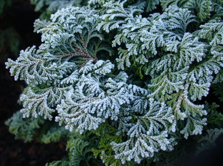 Frost on Chamaecyparis