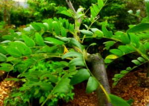 Gleditsia 'Skyline' - Skyline Thornless Honey Locust Foliage