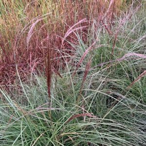 Bottle Brush Tree or Shrub - Anne of Green Gardens