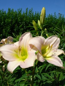 Hemerocallis 'Catherine Woodbury'