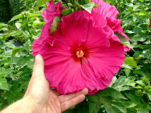 Hibiscus 'Jazzberry Jam' -  Jazzberry Jam Rose Mallow