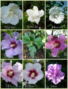 Hibiscus syriacus