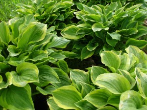 Hosta 'Golden Tiara'