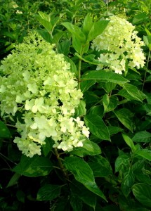 Limelight Hydrangea flowers