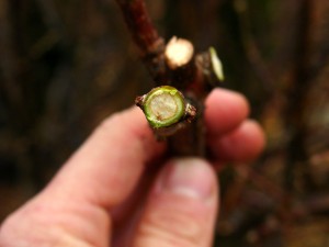 After this cut is made, a green ring of live tissue is seen.  The buds directly below this cut are alive and viable.