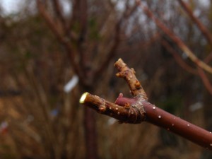 Proper pruning leaves only a few pairs of strong buds at the tip of each lateral branch