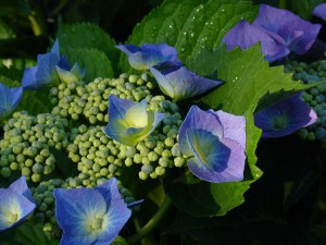 Hydrangea macrophylla 'Blue Cassel' - Blue Cassel Big Leaf Lacecap Hydrangea