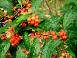 Ilex verticillata 'Winter Gold' - Winter Gold Winterberry