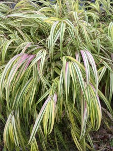 Japanese forest grass