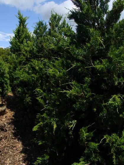 Juniperus Virgiana