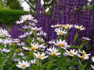 Kalimeris and Salvia