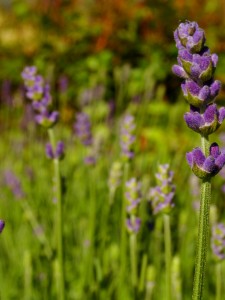 Lavandula 'Provence' - Provence French Lavender