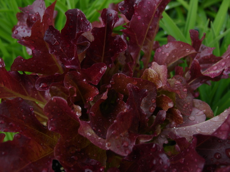 Lettuce ‘Red Salad Bowl’-001