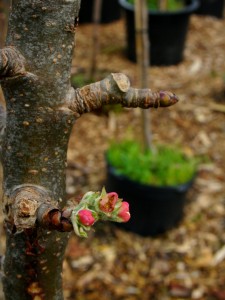 Malus 'Scarlet Sentinel' - Scarlet Sentinel Pole Apple