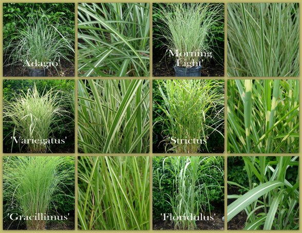 Grass varieties on sale