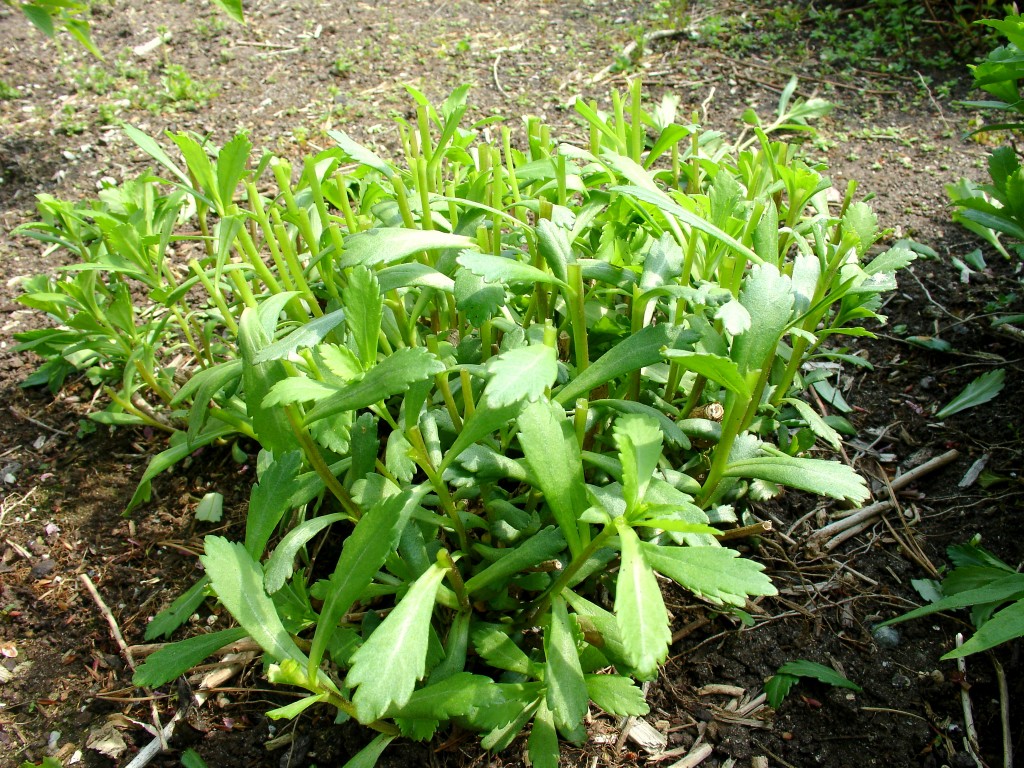 Pruning Montauk Daisies Surfing Hydrangea Nursery, Inc.