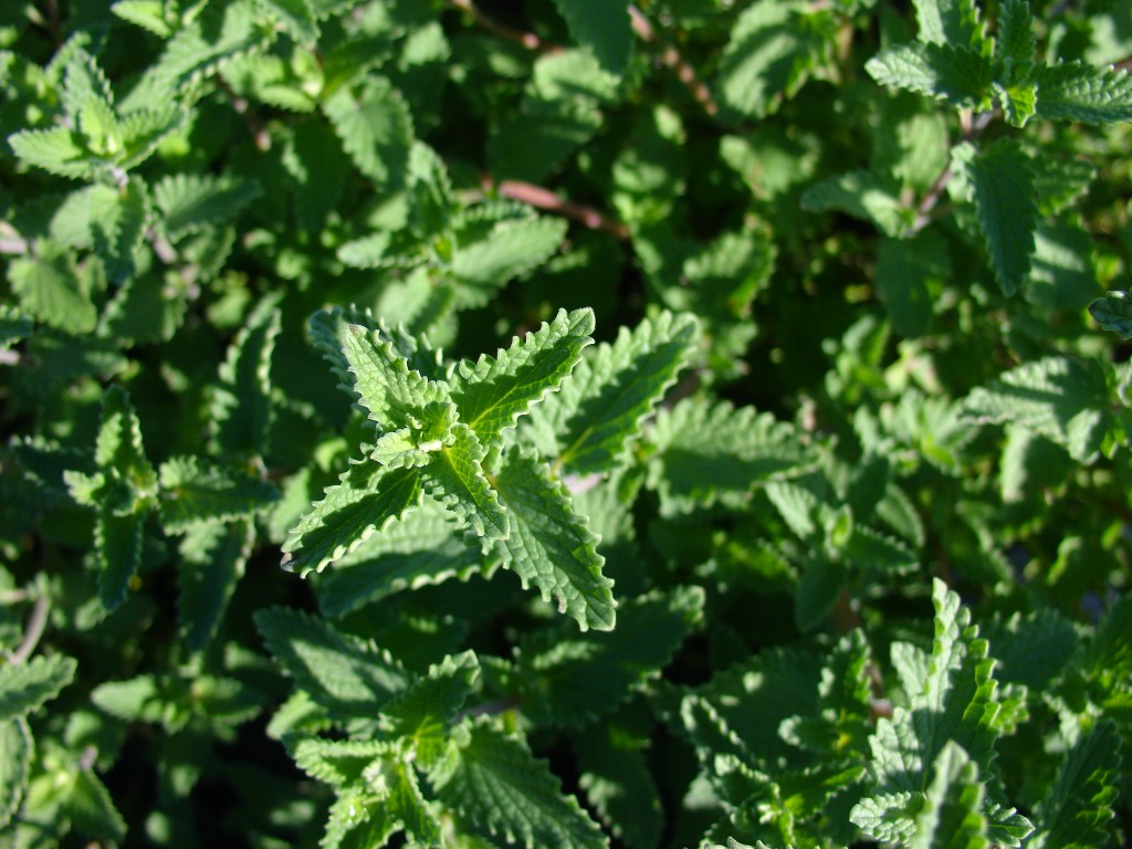 Nepeta x fassenii 'Walker's Low'