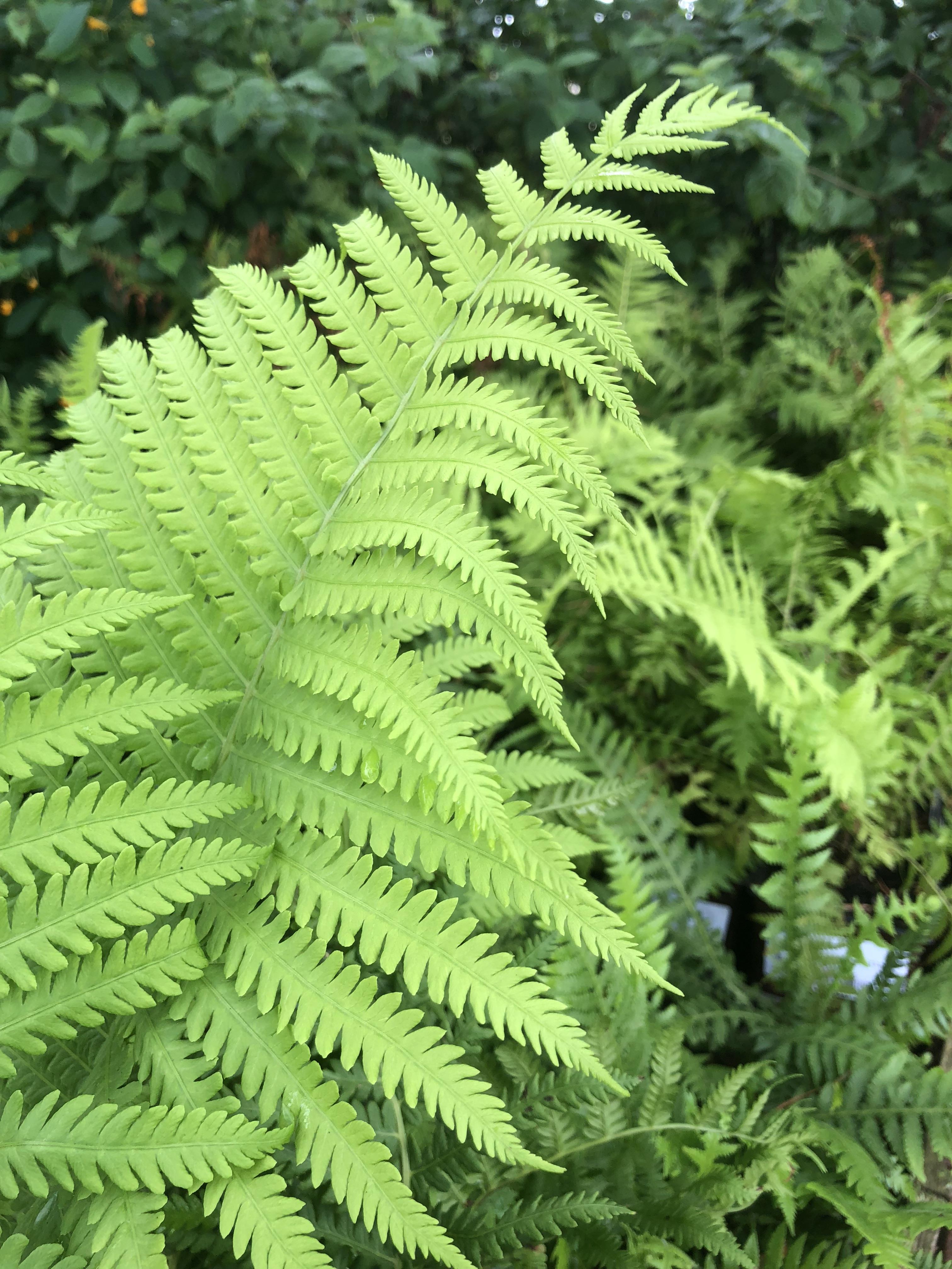 Ostrich Fern - Surfing Hydrangea Nursery, Inc.