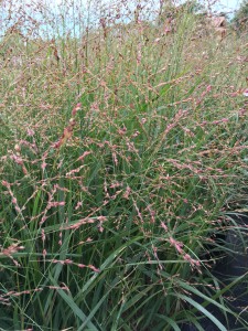 Panicum Heavy Metal