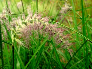 Pennisetum orientale 'Karley Rose' - Karley Rose Oriental Fountain Grass