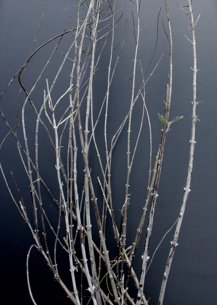 Russian Sage before pruning